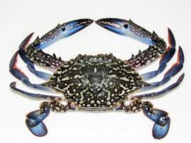 Crab Sea Large- 500gm