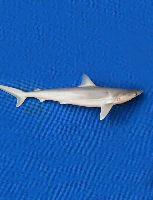 SHARK / SRAV -( WHOLE Wt ) -500gm SHARK / SRAV -( WHOLE Wt ) -500gm